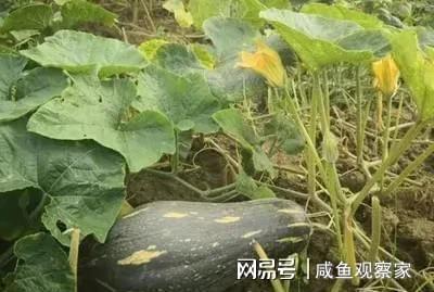 贝贝瓜种子可以吃吗,可食用之谜揭秘