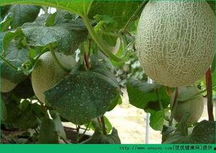 哈密瓜吃肥规律,营养与美味的完美融合