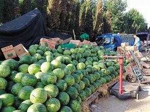 九天吃瓜,一场视觉与味蕾的双重盛宴